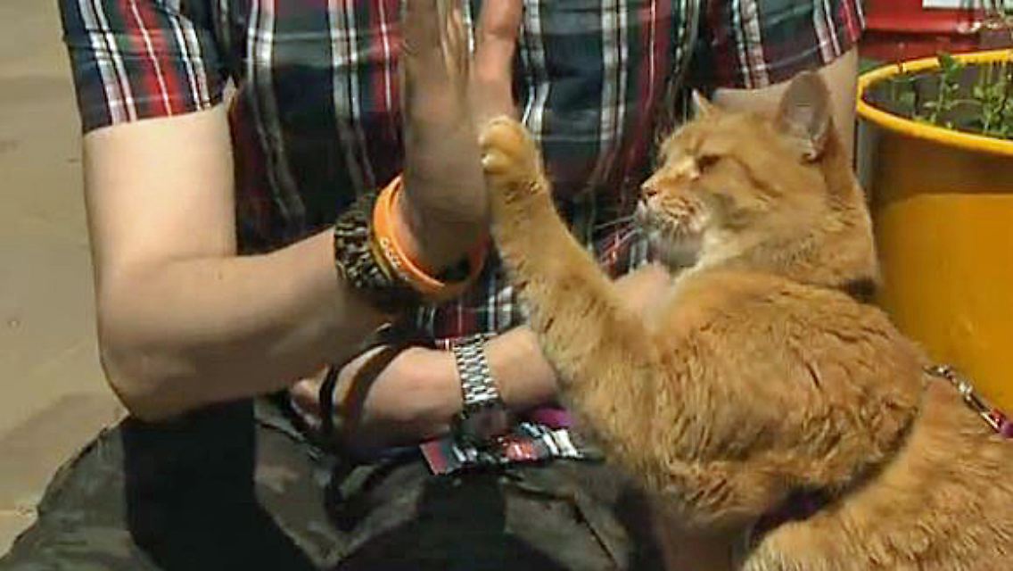 Kater Bob.JPG
