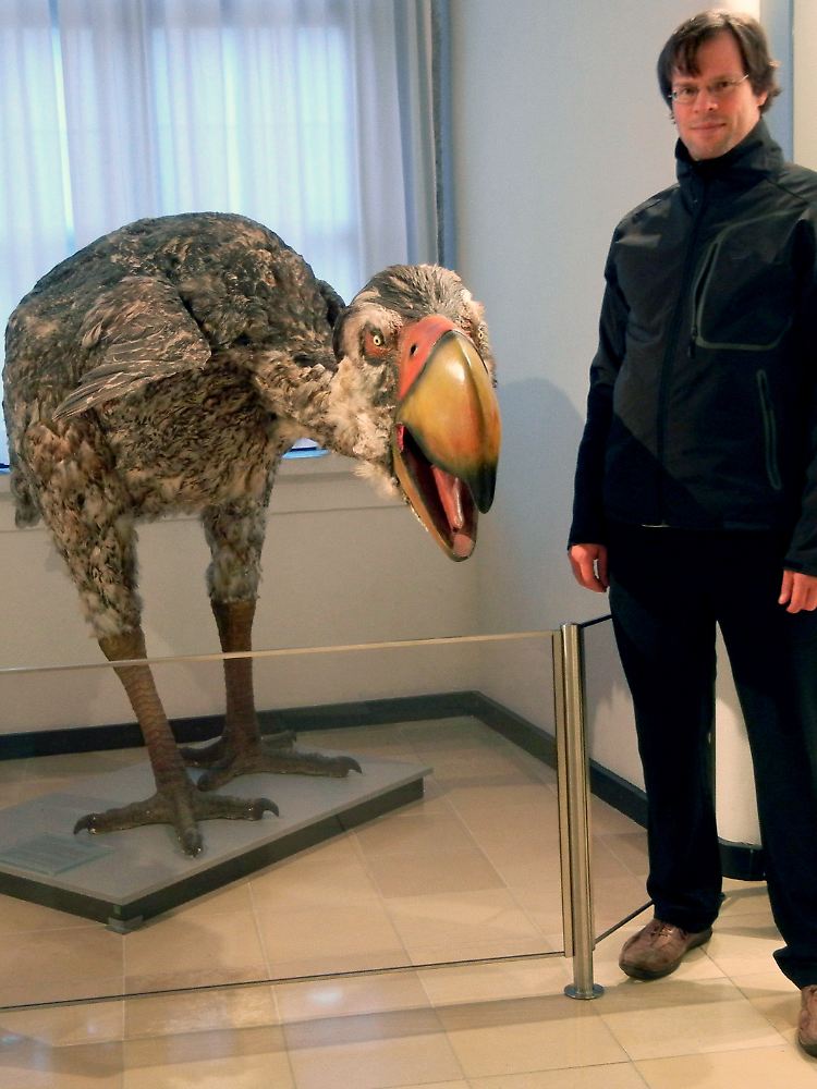 Thomas Tütken von der Universität Bonn im Jura-Museum Eichstätt neben der Rekonstruktion eines "Terrorvogels". Sie waren bis zu zwei Meter groß und hatten einen riesigen Schnabel.