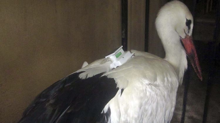 Storch Menes nach seiner Verhaftung.