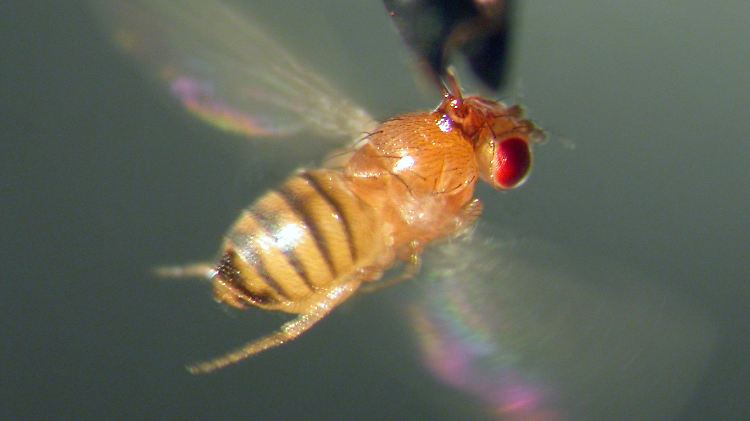 Mit Polyaminen gefütterte Fruchtfliegen verfügen über ein Leistungsfähigeres Gedächtnis als ihre Artgenossen.