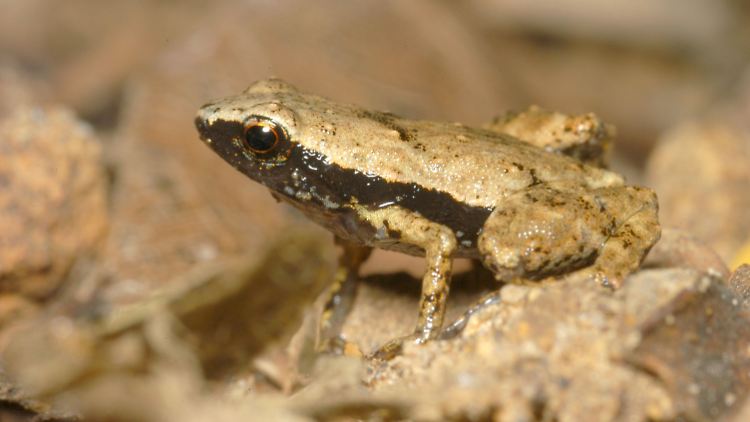 Einer der kleinsten Frösche der Erde: der Gardiners Seychellenfrosch. Sein Hörsystem ist ein Überbleibsel der Lebensformen auf dem Superkontinent Gondwana.