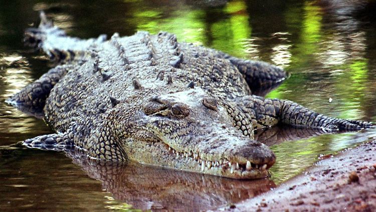 Seit mehr als 30 Jahren stehen Salzwasser-Krokodile in Australien unter Artenschutz.