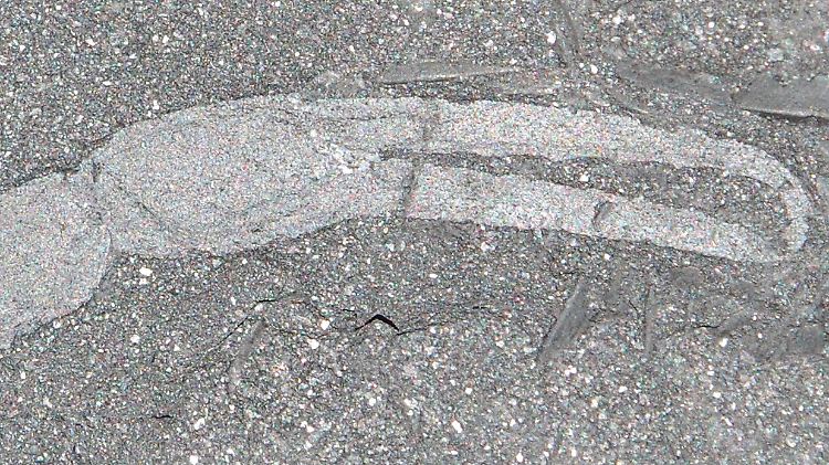 Die Scheren des vor 350 Millionen Jahren lebenden Skorpions lassen sich deutlich erkennen.