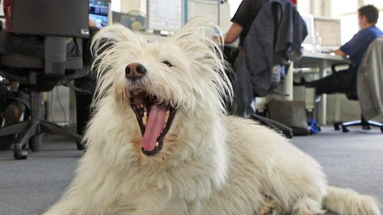 Die Tierschutzorganisation Vier Pfoten empfiehlt, einen Hund nicht länger als vier Stunden allein zu lassen.