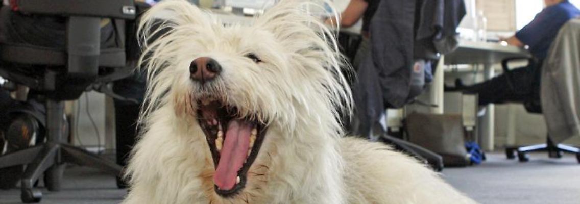 Der Hund als Arbeitskollege - da muss der Chef mitspielen.