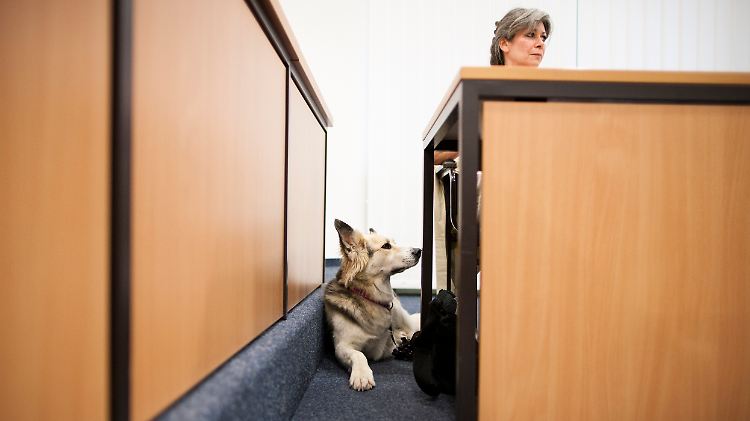 Der Hund musste auch vor Gericht erscheinen.