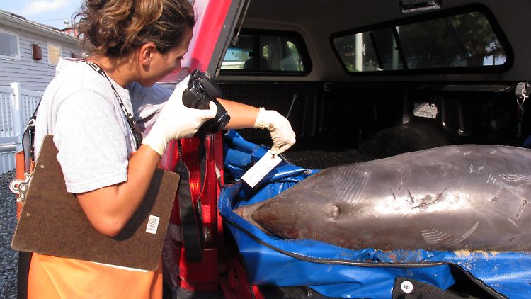 Eine Mitarbeiterin des "Marine Mammal Stranding Center" in Brigantine (New Jersey) erfasst einen tot angeschwemmten Delfin, bevor er im Labor weiter untersucht wird. (Bild vom 21. August 2013)