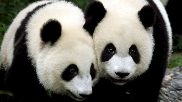 panda.jpg