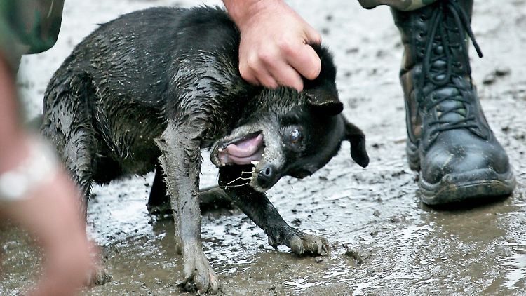 Viele Menschen fordern, dass die Straßenhunde eingeschläfert werden.