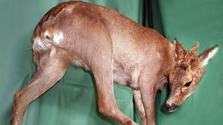 Zwar hatte das Reh ein Geweih wie ein Männchen, doch am Hinterteil ein typisch weibliches Haarbüschel ("Schürze").