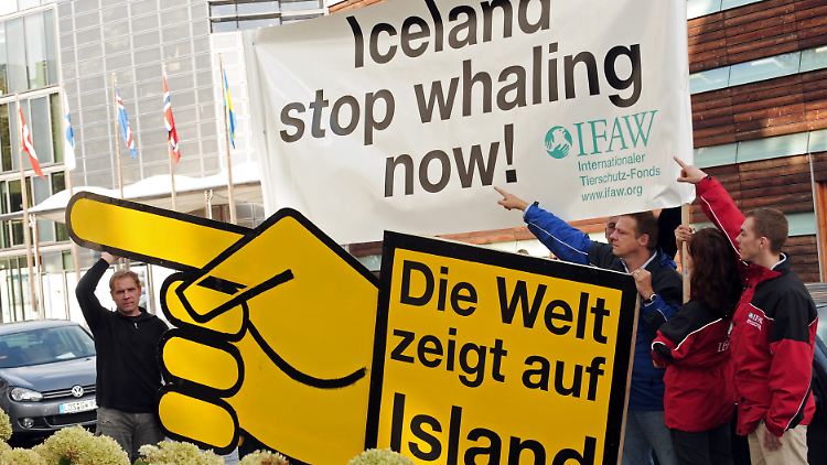 Walschützer hoffen auf einen EU-Beitritt Islands - ohne eine Ausnahmeklausel für den Walfang.