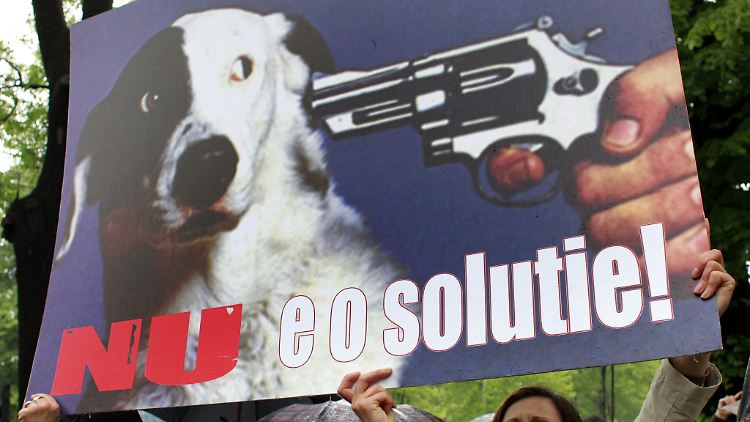 Demonstranten kämpfen schon seit Jahren für die Tiere: "Es ist keine Lösung" steht auf ihrem Plakat.