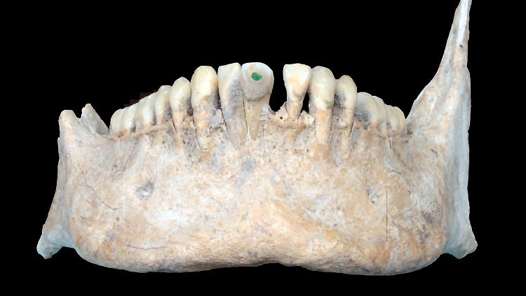 Das Foto zeigt einen Unterkiefer aus dem 1400 Jahre alten Massengrab in der früheren Maya-Stadt Uxul.