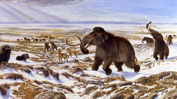 Die letzten Mammuts lebten vor 4000 Jahren im sibirischen Eismeer auf der Wrangelinsel.