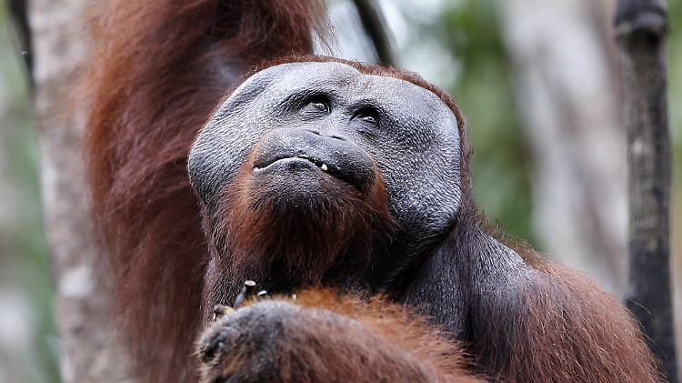 Männliche Orang-Utans haben einen ausgeprägten Kehlsack.