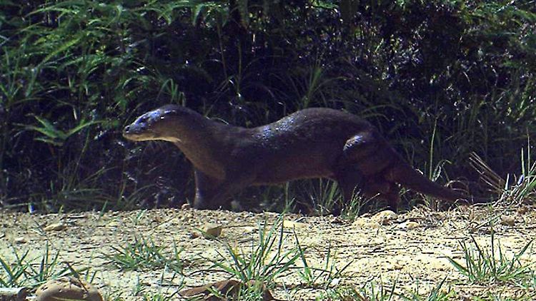 Glücksschuss mit versteckter Kamera: Ein äußerst seltener Haarnasenotter (Lutra sumatrana), in Malaysia aufgespürt.