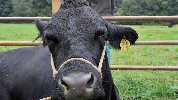 Aus Mutterinstinkt soll Verona die Spaziergängerin angegriffen haben.