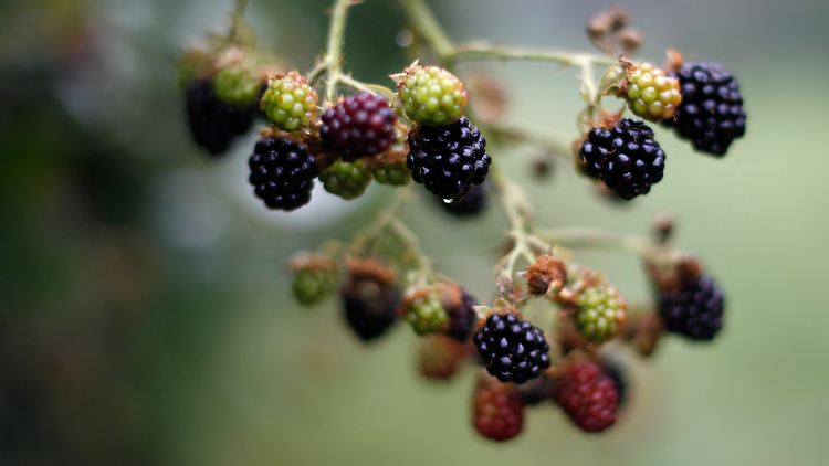 Nicht an allen Blackberry-Unternehmensteilen finden potenzielle Investoren Geschmack.