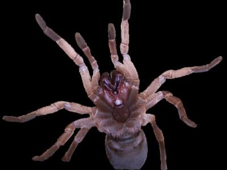 Ihr Gift könnte in Zukunft weltweit Ernteerträge schützen: Die australische Vogelspinne "Selenotypus plumipes".