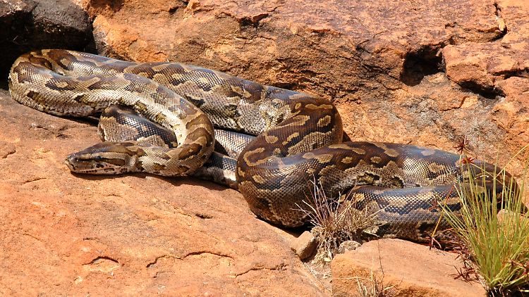Fünf Meter kann der Felsenpython lang werden. Er gehört zu den größten Schlangen der Welt. In freier Wildbahn ist er in Afrika beheimatet.