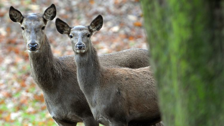 Rotwildkühe in einem Wildgehege: Beim Kampf um die Futterplätze kann Dominanz zum Verhängnis werden.