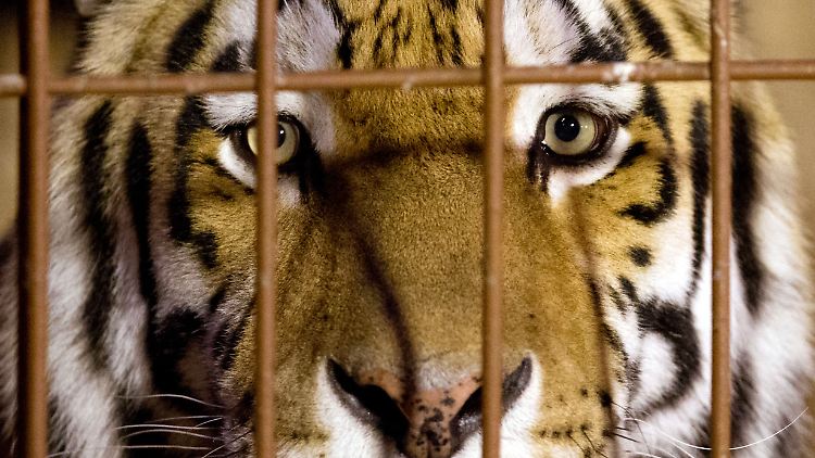 Tiger Rasputin lebt seit 2005 im Münsteraner Zoo.