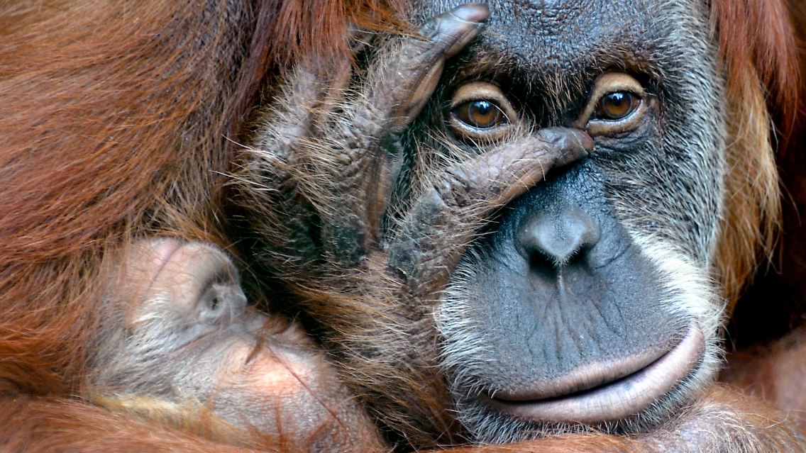 Das Orang-Utan-Weibchen Daisy lebt mit ihrem Sohn Dodi im Zoo in Dresden.