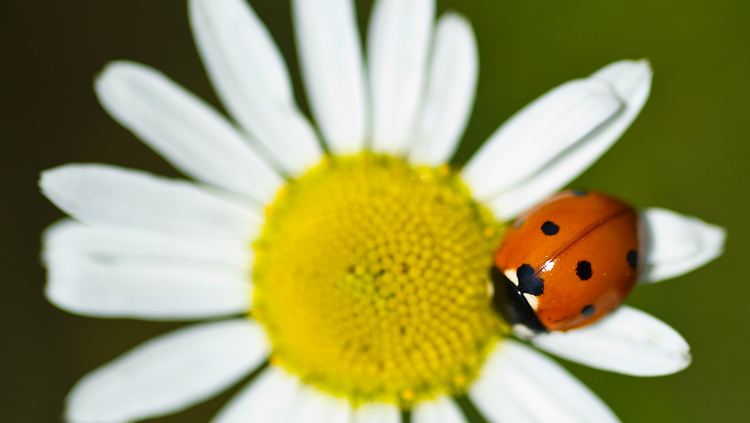 Aufschwung, gut laufende Geschäfte, lockerer sitzendes Kapital: Finanzinvestoren erleben "deutschen Frühling".