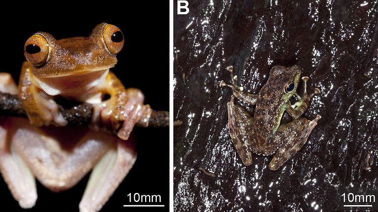 Baumfrosch (l) und Winkerfrosch: Forscher haben die Fähigkeiten der beiden Arten verglichen, sich an feuchten, rauhen Flächen festklammern zu können.