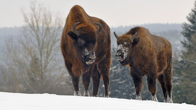 Der Europäische Bison konnte mit großem Erfolg wieder angesiedelt werden.
