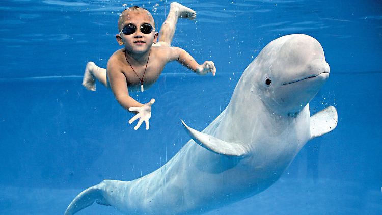 Werden auch bald in Wladiwostok Kinder mit dem weißen Belugawal schwimmen können wie in Manila?