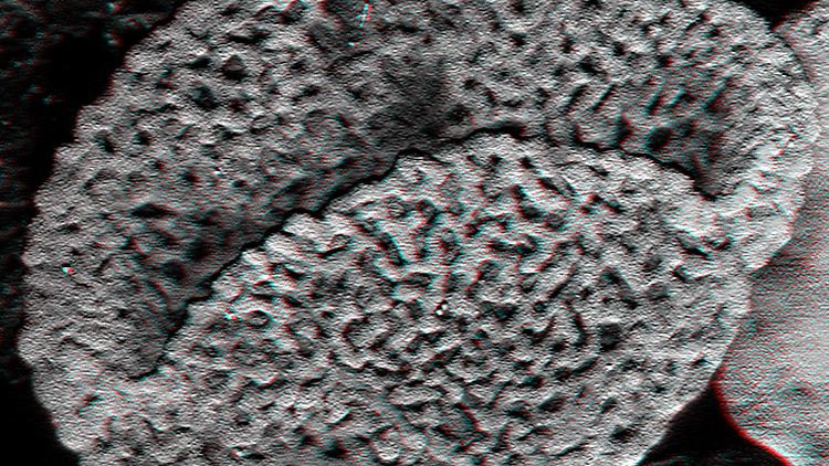 Urzeitlicher Pollen unter dem Mikroskop.