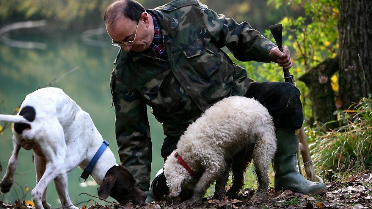 Bisher werden vor allem Hunde für die Trüffeljagd ausgebildet.