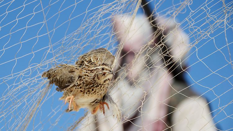 Ende einer weiten Reise: eine Wachtel im Fangnetz. Im Hintergrund patroulliert ein Vogeljäger.