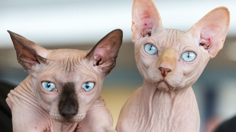 Eine felllose Schnellkochkatze, gezüchtet von peruanischen Katzenfleischliebhabern? Mitnichten, für ihr Aussehen räumt die "Sphynx" reihenweise Preise ab.