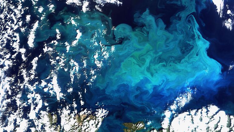 Plankton im Norden Europas, aufgenommen vom Satelliten Envisat. Der Phytoplankton-Gehalt der Meere hat im vergangenen Jahrhundert in fast allen Regionen der Erde abgenommen.