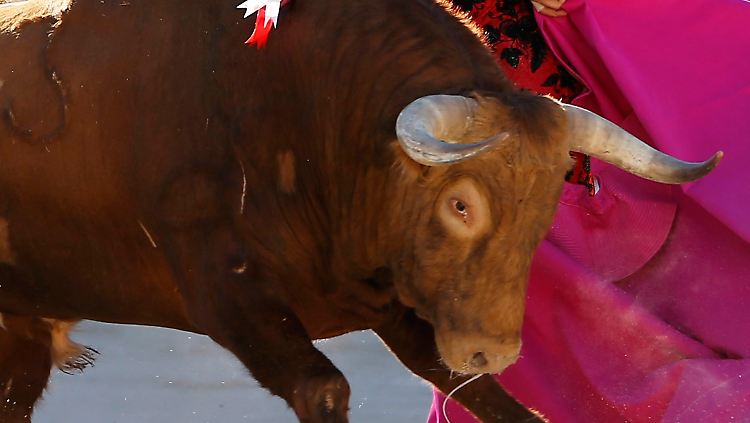 Die Tiere für die spanischen Tierkämpfe werden zum Teil in der französischen Camargue gezüchtet.