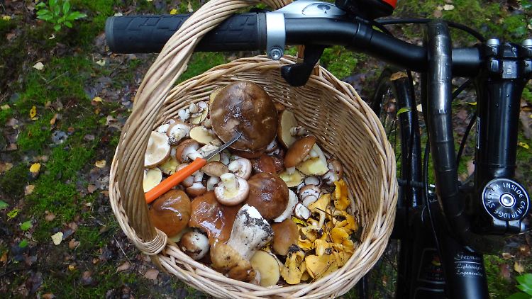 Pilzsammler werden selbst in der Großstadt fündig - wie hier im Spandauer Forst.