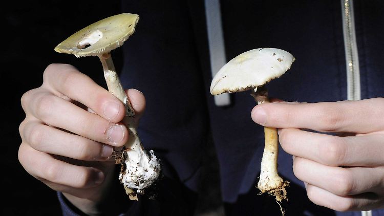 Clemens VII. starb am Grünen Knollenblätterpilz (l), leicht zu verwechseln mit einem Anischampignon (r).