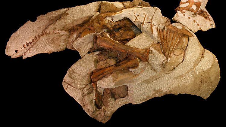 Das "Joe" getaufte Fossil ist im Raymond M. Alf Museum of Paleontology in Claremont zu bestaunen.