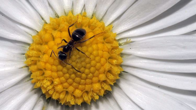Von Insektiziden belastete Ameisen zeigen sich fremden Arten gegenüber sehr tolerant.