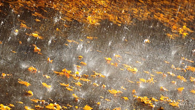 In Regen getränktes Laub soweit das Auge reicht.