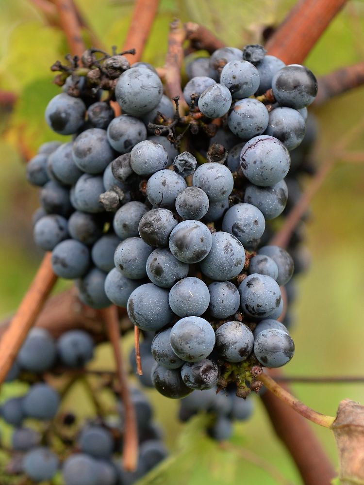 Weintrauben auf dem Bordeaux-Weingut Chateau du Grand Moueys in der Region von Entre-Deux-Mers in Frankreich