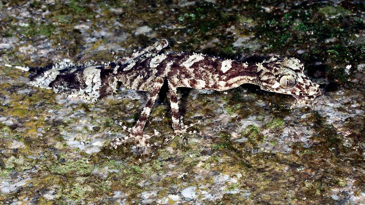 Der Gecko namens "Saltuarius eximius" könnte aus einer Zeit stammen, in der Australien von Regenwald bewachsen war.