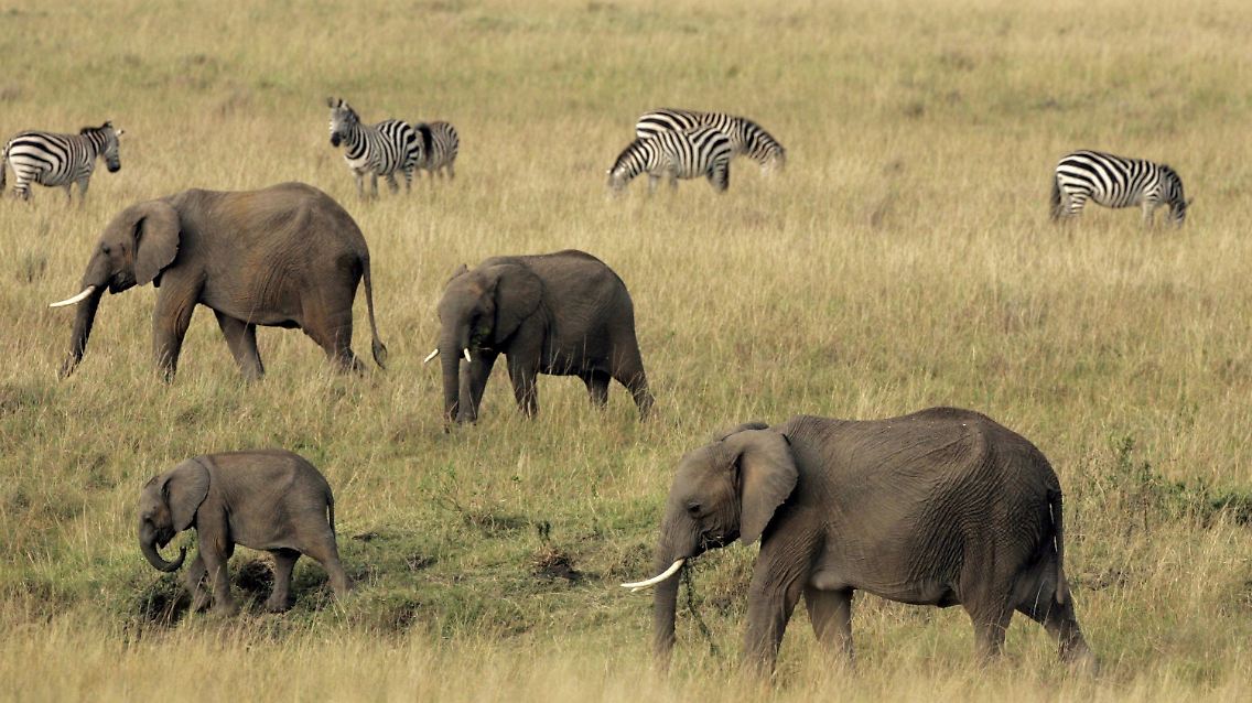 Eines der letzten Naturschauspiele Afrikas ist durch den Bau gefährdet. (Elefanten und Zebras im Masai Mara Nationalpark in Kenia)