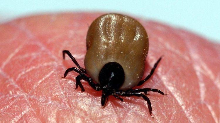 Zecken schwimmen in die Haut, können danach schwere Krankheiten auslösen.