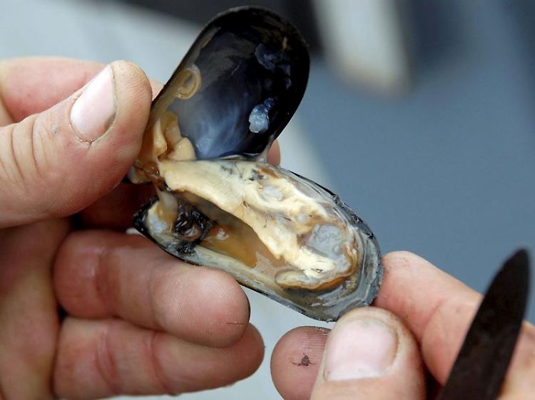 Vorsicht, mies! Selbst gesammelte Muscheln können giftige Stoffe aus Algen enthalten - und sind daher für den Verzehr nicht geeignet.