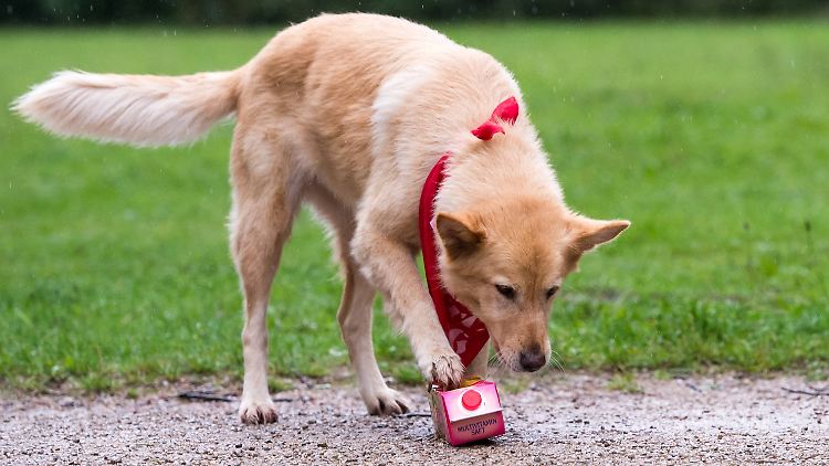 Will man sehen, wie sich ein Hund fühlt, dann sollte man auf seinen Schwanz achten: Geht das Wedeln eher nach rechts, so zeigt das positive Emotionen, nach links eher negative.