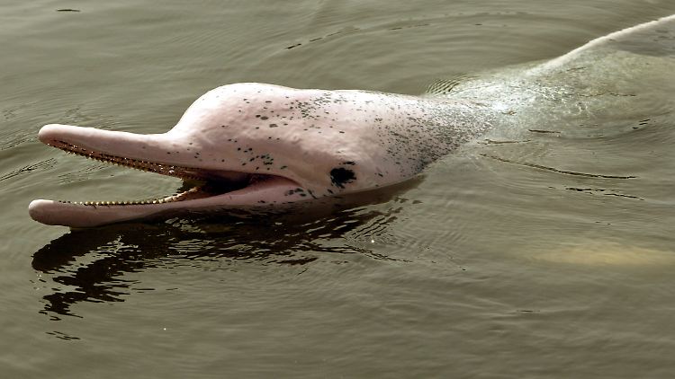 Der Indopazifische Delfin gehört ebenfalls zur Familie der Buckeldelfine.