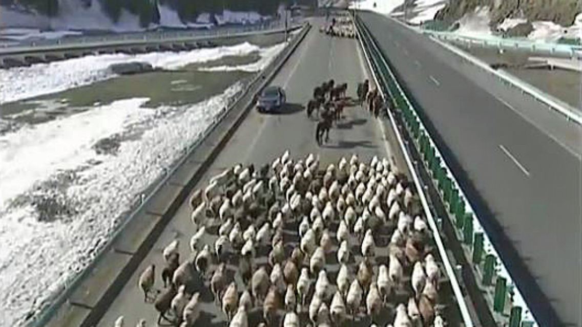Schafsherde auf der Autobahn.JPG